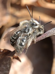Andrena erigeniae