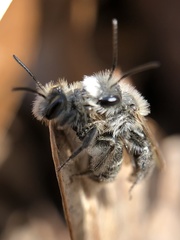 Andrena erigeniae