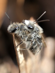Andrena erigeniae