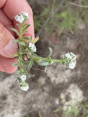 Cryptantha arenophila