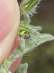 Cryptantha arenophila