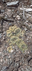 Lophophora diffusa