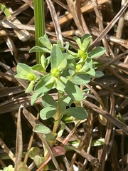 Euphorbia texana