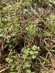 Euphorbia texana