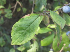 Prunus spinosa dasyphylla