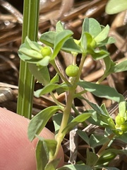 Euphorbia texana