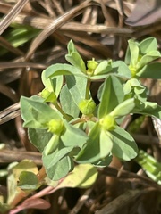 Euphorbia texana