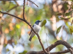 Ficedula superciliaris