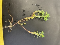 Euphorbia texana