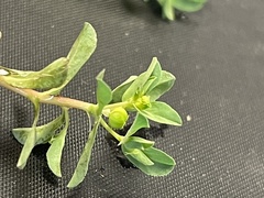 Euphorbia texana