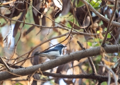 Ficedula superciliaris