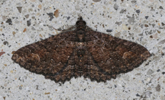 Eucymatoge scotodes
