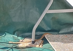 Psammophis sudanensis