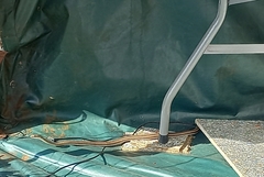 Psammophis sudanensis