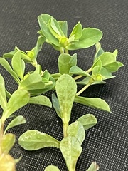 Euphorbia texana