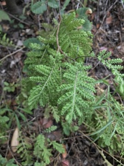 Tanacetum vulgare crispum