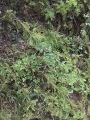 Tanacetum vulgare crispum