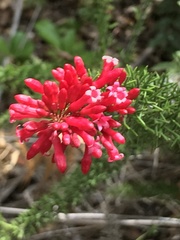 Colletia ulicina
