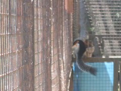 Callosciurus prevostii