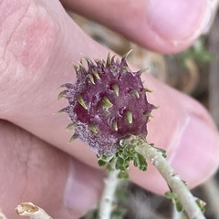 Rhopalomyia utahensis