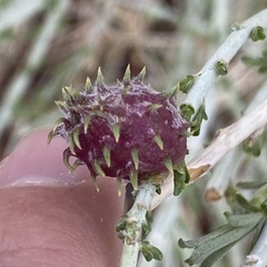 Rhopalomyia utahensis