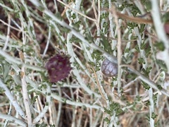 Rhopalomyia utahensis