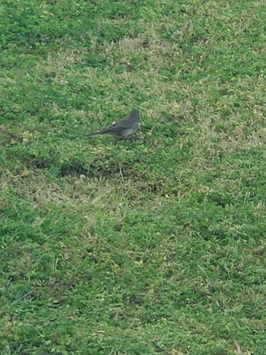 Dark-eyed Junco photographed in Alabama