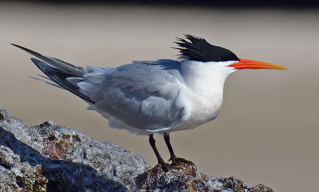 Elegant Tern