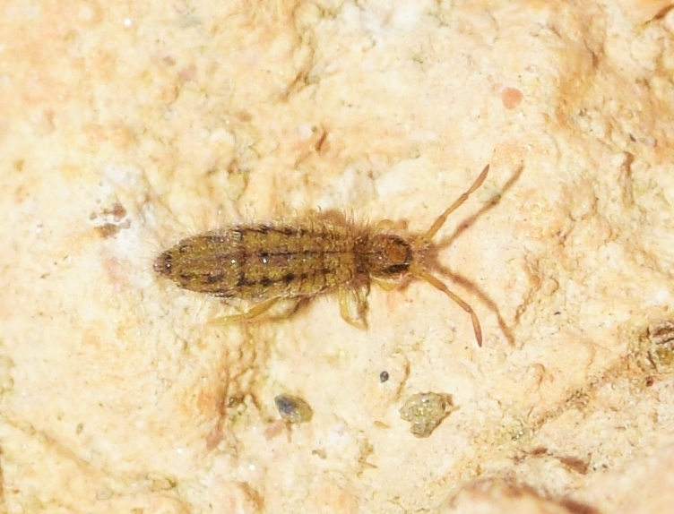 Entomobrya quinquelineata