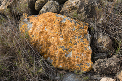 Variospora aurantia