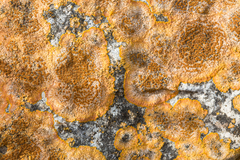 Variospora aurantia