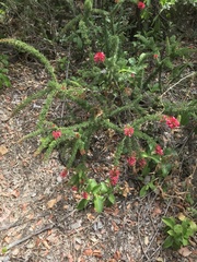Colletia ulicina