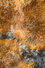 Variospora aurantia