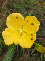 Ludwigia longifolia