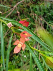 Ludwigia longifolia