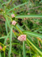 Ludwigia longifolia