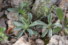 Atractylis cancellata