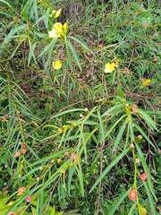 Ludwigia longifolia