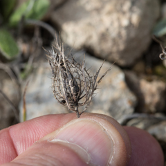 Atractylis cancellata