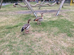 Alopochen aegyptiaca