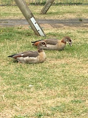 Alopochen aegyptiaca