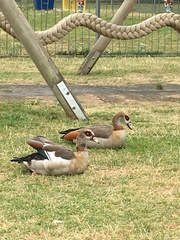 Alopochen aegyptiaca