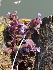Glechoma hederacea