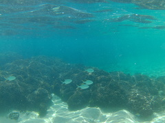 Trachinotus rhodopus