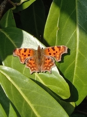 Polygonia c-album