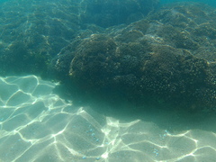 Halichoeres notospilus