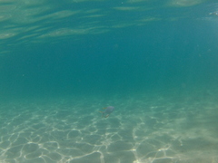 Trachinotus rhodopus