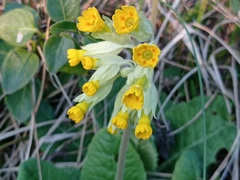 Primula veris