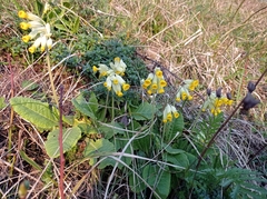 Primula veris