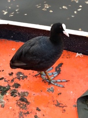Fulica atra